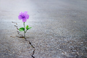 flower peeking through a crack in the sidewalk to represent hope