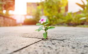 flower peeking through a crack in the sidewalk to represent hope