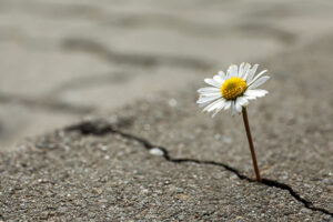 flower peeking through a crack in the sidewalk to represent hope